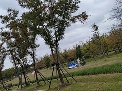 -上海滨江森林公园