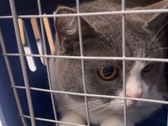 -瑞派康怡24h宠物医院·犬猫医疗中心·微创绝育(瑞景分院)
