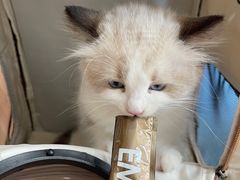 -创凡宠物医院·骨专科  猫科中心(西乡分院)