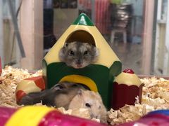 -钓仓鼠(洋桥北里小区店)