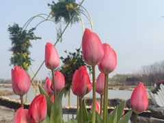 -荷兰花海
