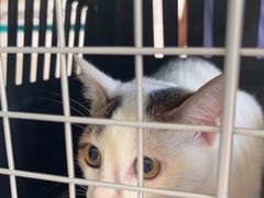 -乐琪宠物医院·犬猫专科·骨外科·急重症