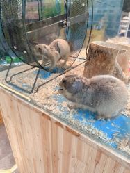 -神奇动物撸宠馆·羊驼·小浣熊·异宠(豫园店)
