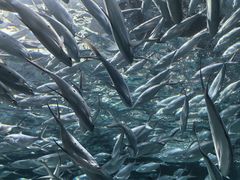 -上海海洋水族馆