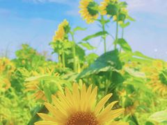 -汉长安城未央宫国家考古遗址公园