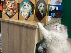-momokira米努特·德文卷毛猫·棉花面纱犬