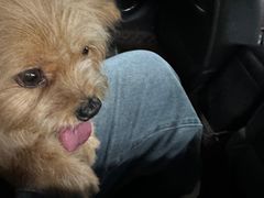 -瑞派康怡24h宠物医院·犬猫医疗中心·微创绝育(瑞景分院)