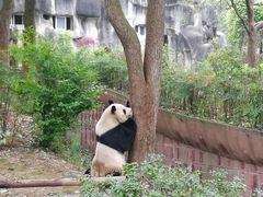 -張飛牛肉(锦里店)