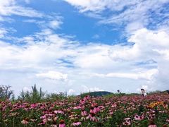 -武陵山森林公园