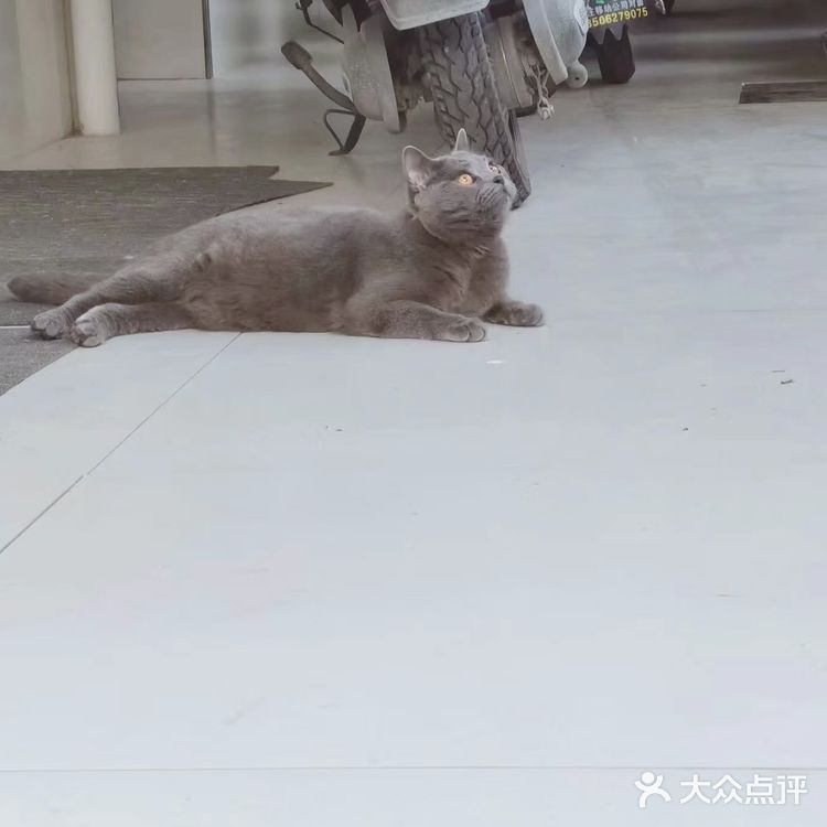 萌宠出道😷脱毛的肥肥