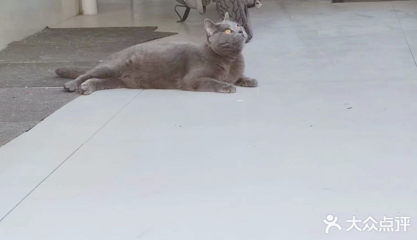 萌宠出道😷脱毛的肥肥