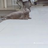 萌宠出道😷脱毛的肥肥