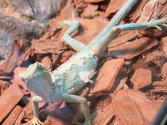 -山东柏宁水族批发广场