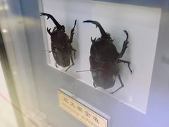 -上海昆虫博物馆