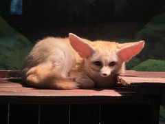 -绿色星球动物主题公园