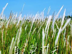 -洋湖国家湿地公园