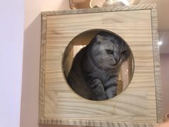-猫咪派对(江南西店)