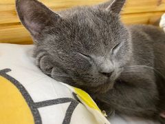 -芭比堂宠物医院·全科爱猫医院·仁德分院