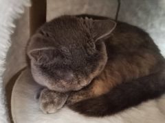 -创凡宠物医院·骨专科  猫科中心(西乡分院)