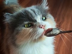 -楼上猫咖(罗湖店)