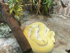 -上海大自然野生昆虫馆