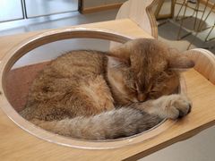 -飞行喵MR PILOT|猫舍·猫咖(静安大融城店)