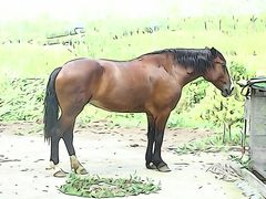 -合肥滨湖国家森林公园