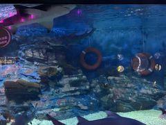 -烟台海昌鲸鲨海洋公园