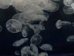 -芜湖新华联大白鲸海洋公园