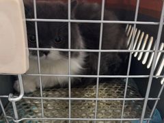 -四月宠物医院·猫专科·心脏专科·内科(转塘店)