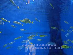 -重庆欢乐海底世界