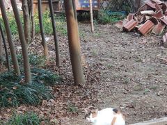 -皇罗禅寺