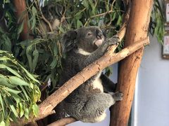 -费瑟代尔野生动物园