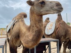 -库伦旗银沙湾旅游景区