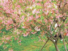 -天适樱花悠乐园