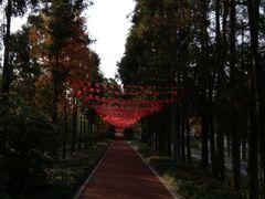 -上海长兴岛郊野公园