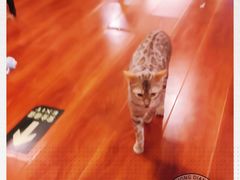 -猫小院猫主题咖啡厅(北锣店)