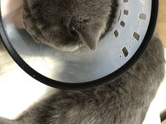 -宠爱国际动物医院· 猫科· 外科·中兽医(长白店)