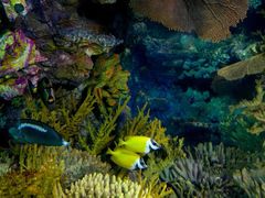 -上海海洋水族馆