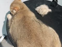 -PETKIT 小佩宠物·德文赛凯猫舍