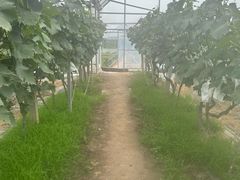 -马陆小张葡萄园农家乐