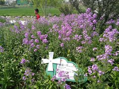 -荷兰花海