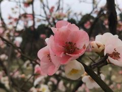 -秀丽东方