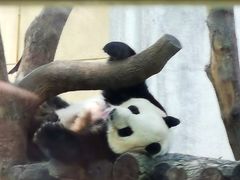 -成都动物园