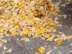 -子霖南山鲜虾面(南山总店)