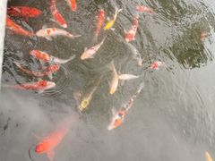 -杭州西湖柳莺里酒店·闻莺厅