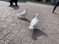 -东部华侨城