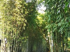 -望江楼公园