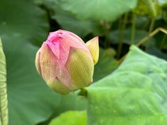 -厦门园林博览苑