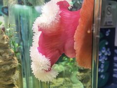 -太平洋海底世界